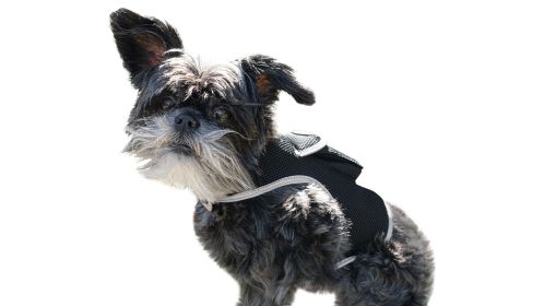 Mini GPS Cat Tracker Waterproof Security Surveillance Tracking Device Size:L